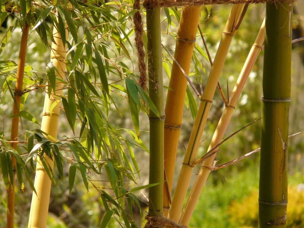 bamboo, garden bamboo, aureocaulis, plant, growth, nature, wood, bamboo, bamboo, bamboo, bamboo, bamboo